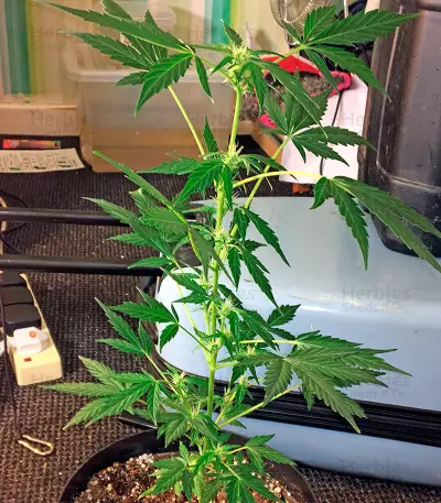 Moby Dick Autoflowering (Dinafem Seeds) Cannabis-Samen