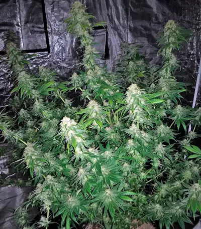 Original Amnesia (Dinafem Seeds) Cannabis-Samen