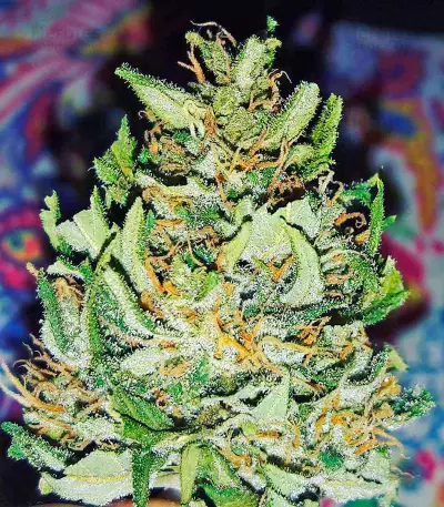 White Widow (00 Seeds) Cannabis-Samen