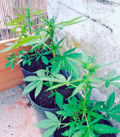 White Widow (00 Seeds) Cannabis-Samen