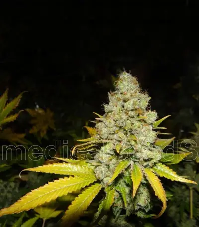 White Widow (Medical Seeds) Cannabis-Samen