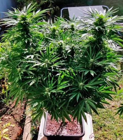 Black Jack Auto (Sweet Seeds) Cannabis-Samen