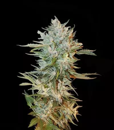 Haze Gom Auto (Grass-O-Matic) Cannabis-Samen