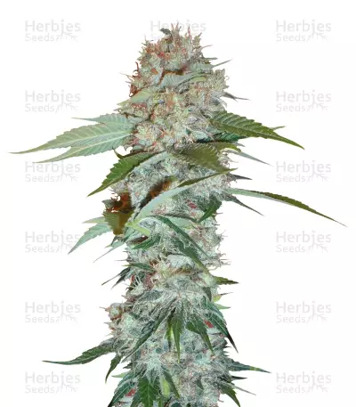 Big Bud regular (Sensi Seeds) Cannabis-Samen