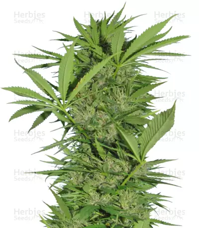 Easy Sativa (Female Seeds) Cannabis-Samen