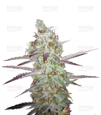 MK Ultra regular (T.H. Seeds) Cannabis-Samen