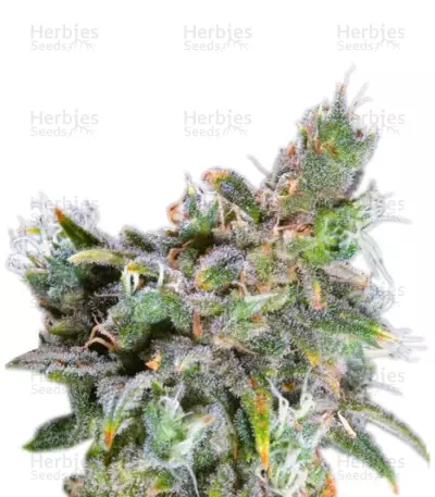 Magic Bud (Paradise Seeds) Cannabis-Samen