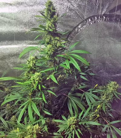 Cookies Kush (Barney's Farm)