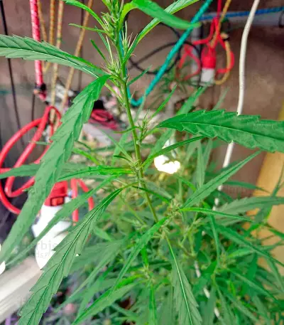 Lithium OG Kush (Nirvana Seeds) Cannabis-Samen