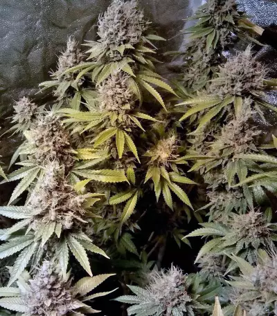 LSD feminisierte Samen (Barney’s Farm)