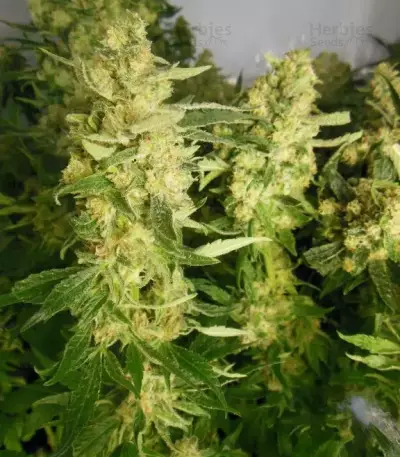 Mother Gorilla (Royal Madre) (RQS) Cannabis-Samen