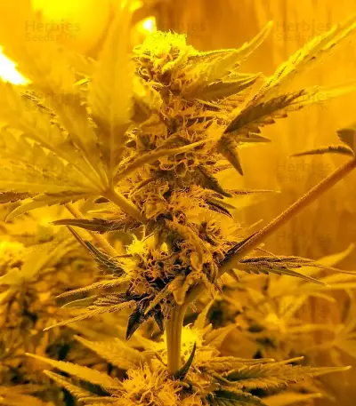 Northern Lights (00 Seeds) Cannabis-Samen