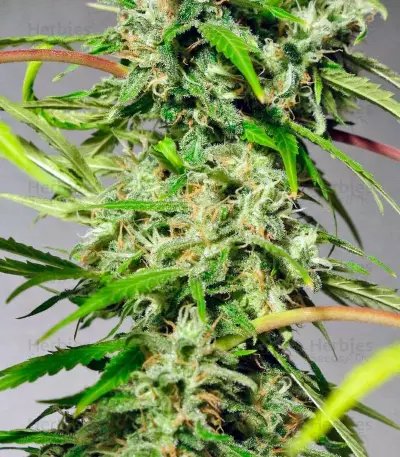 Sweet Tai (Sweet Seeds) Cannabis-Samen