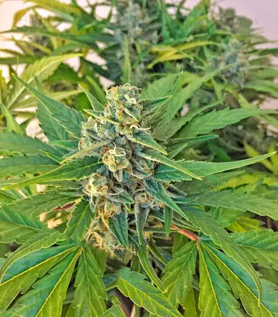 Amnesia XXL Autoflowering (Dinafem Seeds) Cannabis-Samen