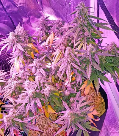 Auto Sweet Soma (00 Seeds) Cannabis-Samen