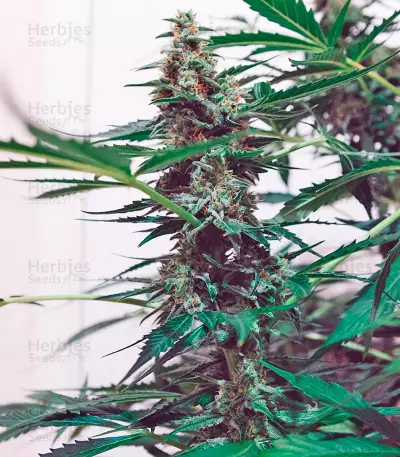 Auto Mazar (Dutch Passion) Cannabis-Samen
