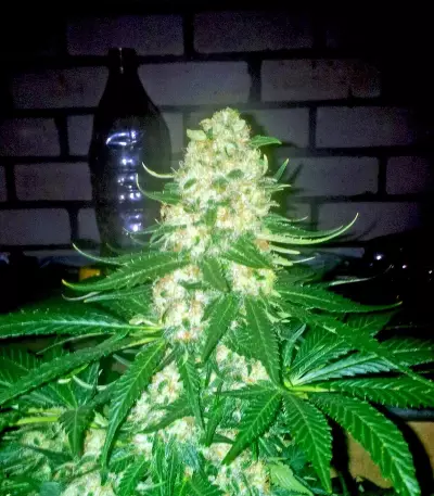 Bubble Kush (RQS) Cannabis-Samen
