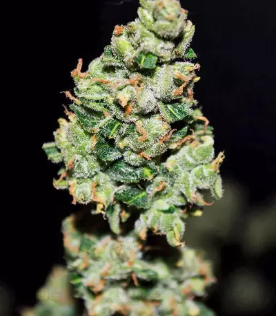 CBD Auto 1:1 (CBD Crack) Cannabis-Samen