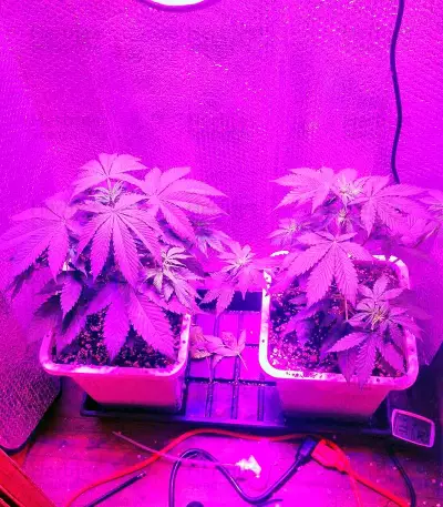 Critical Jack (Dinafem Seeds) Cannabis-Samen
