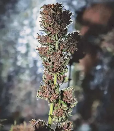 Crystal METH Auto (Fast Buds) Cannabis-Samen
