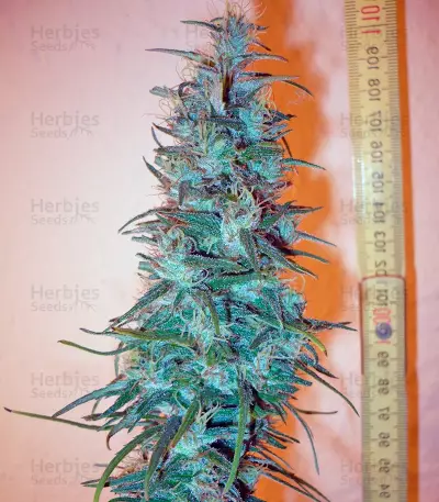 Dr. Grinspoon (Barney's Farm) Cannabis-Samen