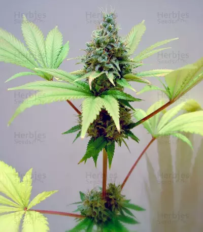 Durga Mata (Paradise Seeds) Cannabis-Samen