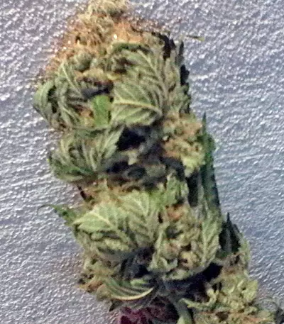 Kaya Gold (Nirvana Seeds) Cannabis-Samen
