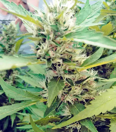 Moby Dick #2 (Dinafem Seeds) Cannabis-Samen