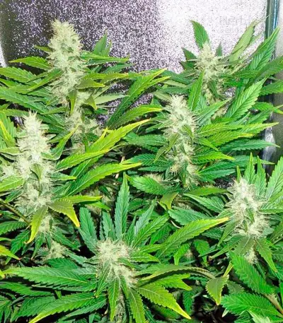 White Russian (Serious Seeds) Cannabis-Samen