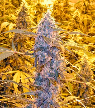 Wonder Woman (Nirvana Seeds) Cannabis-Samen