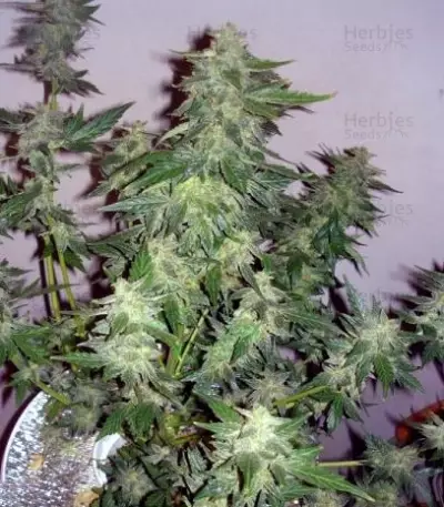 Sugar Gom Auto (Grass-O-Matic) Cannabis-Samen