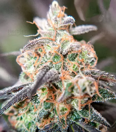 Passion Fruit (Dutch Passion) Cannabis-Samen