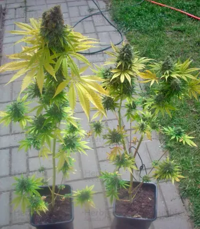 Skunk #1 regular (Dutch Passion) Cannabis-Samen