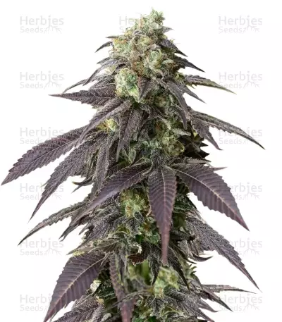 707 Headband (Humboldt Seeds) Cannabis-Samen