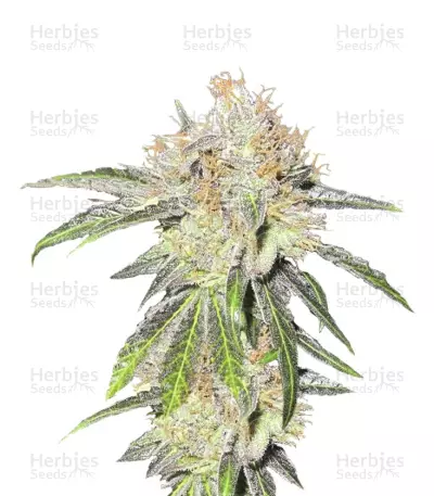 Deep Neville regular (Medical Seeds) Cannabis-Samen