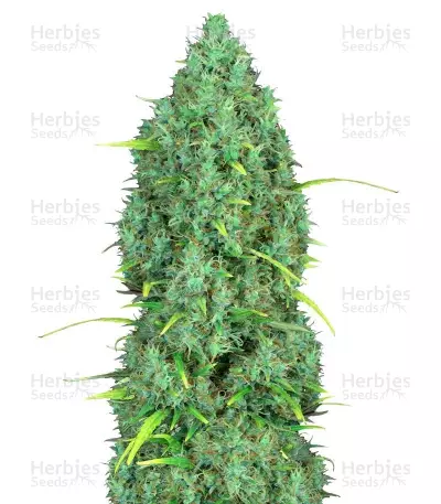 Serious 6 regular (Serious Seeds) Cannabis-Samen