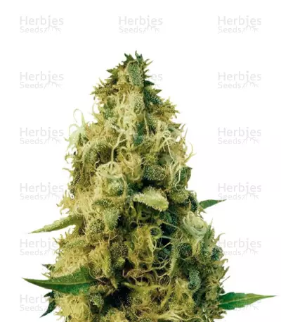 Cheesy Mist Tree (Teasy Mist Tree) (KFC Seeds) Cannabis-Samen