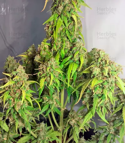 StarRyder Auto (Dutch Passion) Cannabis-Samen