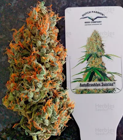 Auto Brooklyn Sunrise (Dutch Passion) Cannabis-Samen