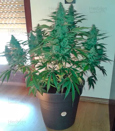 Blue Mammoth cannabis strain
