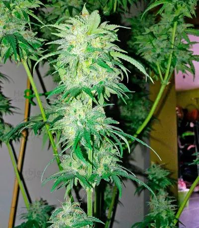 Bubba Kush Autoflowering (Dinafem Seeds) Cannabis-Samen