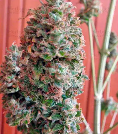 Bubble Gum regular (Serious Seeds) Cannabis-Samen