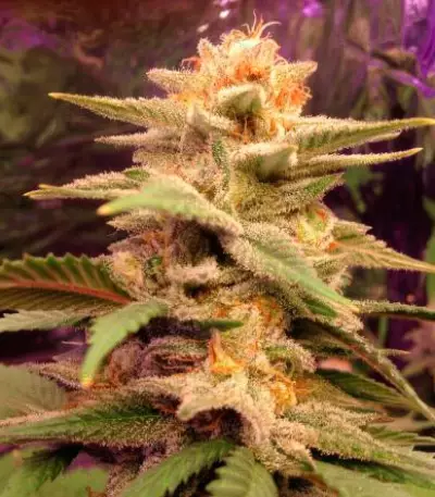 Caramelo (Delicious Seeds)