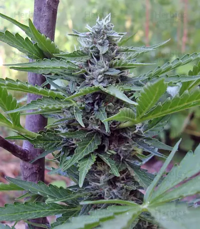 Buddha Deimos Auto (Buddha Seeds) Cannabis-Samen