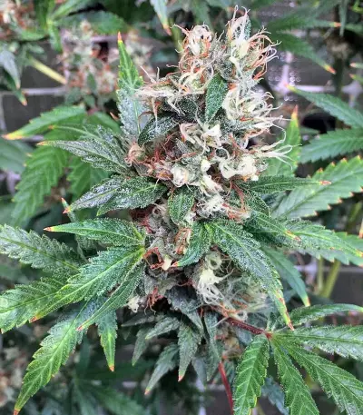 Kali Mist regular (Serious Seeds) Cannabis-Samen
