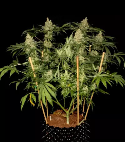 Sweet Black Angel (Samsara Seeds) Cannabis-Samen