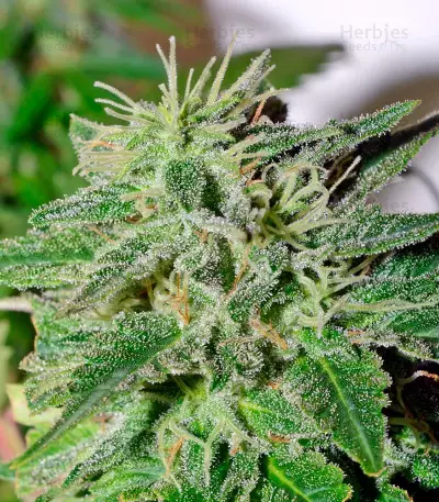 Satori regular (Mandala Seeds) Cannabis-Samen