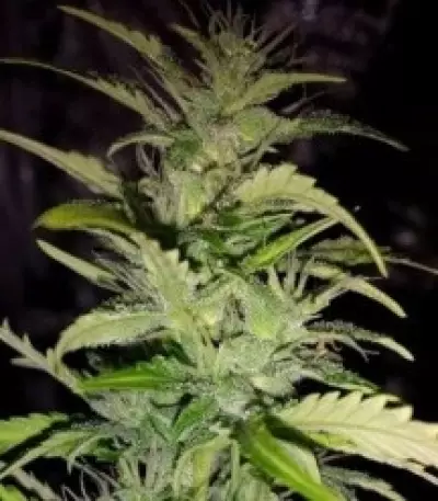 Speedy Chile Fast Flowering (RQS) Cannabis-Samen