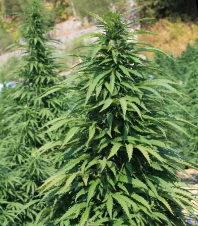 Super Skunk (Vision Seeds) Cannabis-Samen