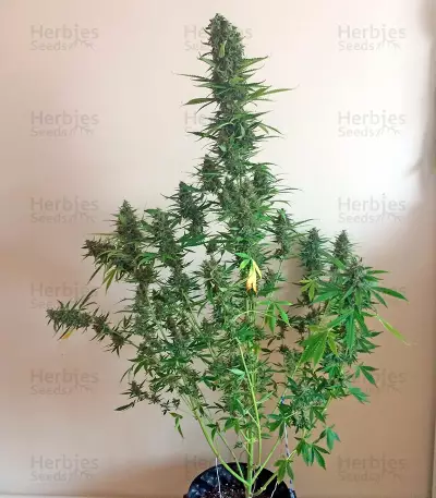 White Widow XXL Autoflowering (Dinafem Seeds) Cannabis-Samen